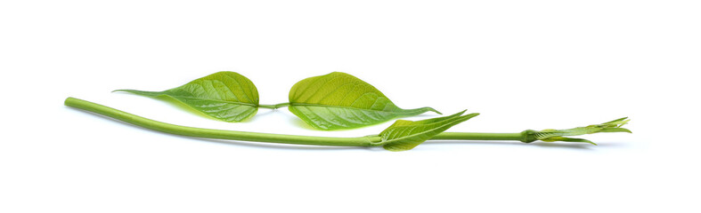 Gymnema inodorum leaf or Gurmar leaf  isolated on white background, tropical herb, Drug treatment for diabetes.Gymnema inodorum (Lour.) Decne.,Green leaves and flowers have medicinal properties.