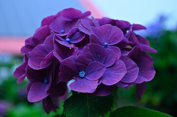 purple hydrangea
