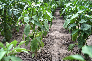 Plantation of green unripe sweet pepper