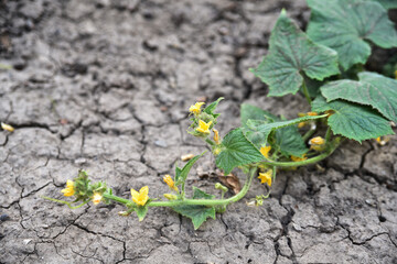 Blooming cucumber branches on the cracked ground