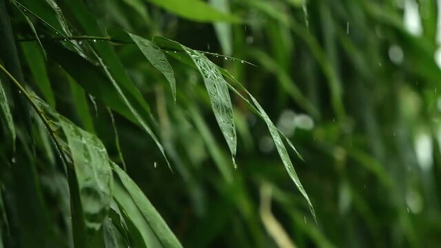 Raindrops dripping from the green bamboo leaves in tropical rainy season , slow motion shot