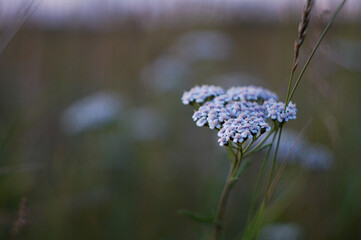 Grass Ural Field composition