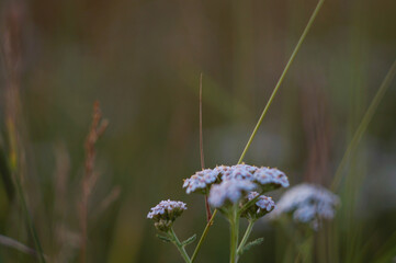 Grass Ural Field composition