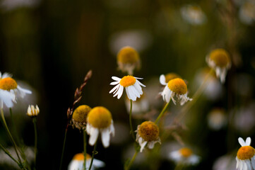 chamomile Field