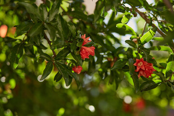 Colorful bloom of pomegranate on a sunny day in spring. Botanical floral background