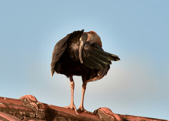 Curlew on the roof