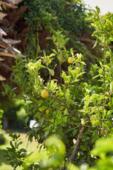 Juice vibrant sunny lemon tree background. Summer concept