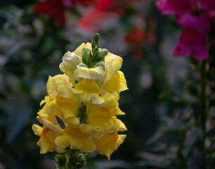 flowers in the garden