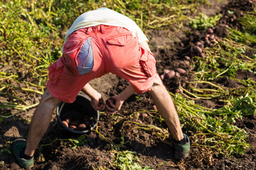 Man with ripped shorts. Hard work in a garden. Digging potato.