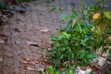 leaves on the ground