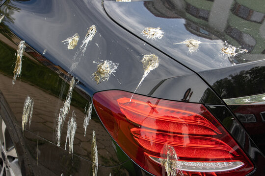 The hood of a luxury car is dirty from bird droppings.