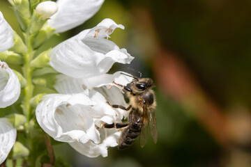 A honey bee collecting pollen in a white flower. A bee working on a garden flower.