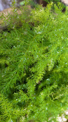 Dew drop on  green grass