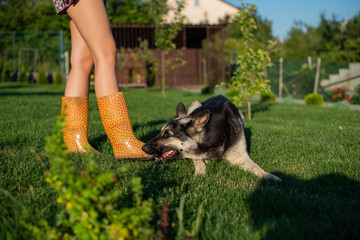 Cute teenage girl have fun with a german shepherd dog. Cute young woman with a puppy dog in nature. Bright yellow rubber boots on green garden background.