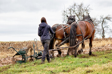 Pferde bei Arbeiten in der Landwirtschaft