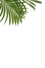 Fresh green tropical palm fronds or leaves. Kentia palm on textured white rustic wall background