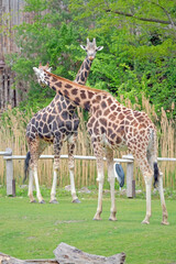 Rothschildgiraffen ( Giraffa camelopardalis rothschildi ).