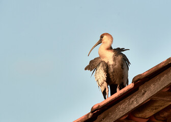 Curlew on the roof
