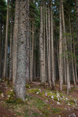 Obraz premium Very beautiful and dense forest in Durmitor National Park, Montenegro.