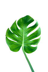 Fresh green monstera leaves planthouse isolated white background © PhotoJuthamat