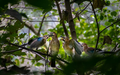 Garrulus glandarius, Alimentando, Crias, Arrendajo 