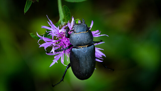 Lucanus Cervus, F