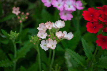 pink and white flower