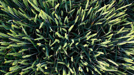 Dinkel Weizen Getreidefeld von oben - Hintergrund