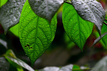 A leaf is the principal lateral appendage of the vascular plant stem, usually borne above ground...
