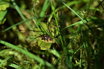 Brown spider with long legs in the lawn