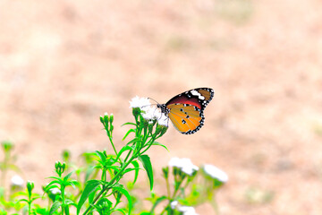 Danaus chrysippus, also known as the plain tiger, African queen, or African monarch, is a medium-sized butterfly widespread in Asia,
 Australia and Africa. It belongs to the Danainae subfamily