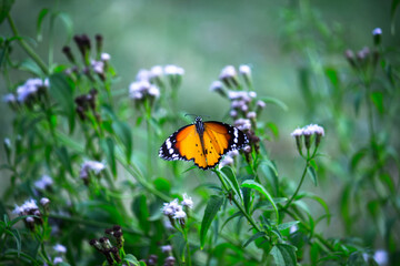 Danaus chrysippus, also known as the plain tiger, African queen, or African monarch, is a medium-sized butterfly widespread in Asia,
 Australia and Africa. It belongs to the Danainae subfamily