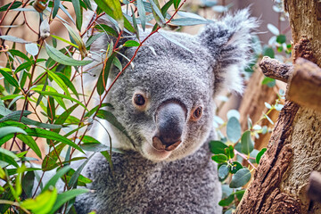 Koala ( Phascolarctos cinereus ).
