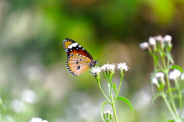 Danaus chrysippus, also known as the plain tiger, African queen, or African monarch, is a medium-sized butterfly widespread in Asia,
 Australia and Africa. It belongs to the Danainae subfamily