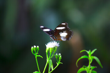 Hypolimnas bolina, the great eggfly, common eggfly or in India the blue moon butterfly is a species of 
 nymphalid butterfly found from Madagascar to Asia and Australia
