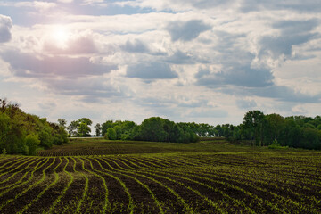 Fototapeta na wymiar Wide angle view at young corn fields spring time somewhere in Ukraine