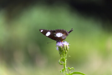 Hypolimnas bolina, the great eggfly, common eggfly or in India the blue moon butterfly is a species of 
 nymphalid butterfly found from Madagascar to Asia and Australia