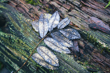 tree, nature, moss, forest, plant, stone, wood, branch, texture, pattern, water, autumn, leaf, spring, leaves, bush, roots, fishing, foliage, nobody, park, landscape, rock, color, fall, root, ecology,