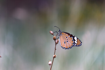 Danaus chrysippus, also known as the plain tiger, African queen, or African monarch, is a medium-sized butterfly widespread in Asia,
 Australia and Africa. It belongs to the Danainae subfamily