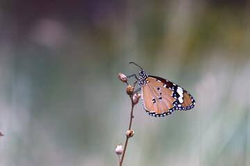 Obraz na płótnie Canvas Danaus chrysippus, also known as the plain tiger, African queen, or African monarch, is a medium-sized butterfly widespread in Asia, Australia and Africa. It belongs to the Danainae subfamily