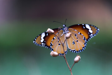 Danaus chrysippus, also known as the plain tiger, African queen, or African monarch, is a medium-sized butterfly widespread in Asia,
 Australia and Africa. It belongs to the Danainae subfamily of the 