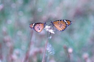 Danaus chrysippus, also known as the plain tiger, African queen, or African monarch, is a medium-sized butterfly widespread in Asia,
 Australia and Africa. It belongs to the Danainae subfamily