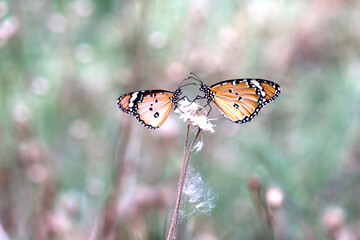 Obraz premium Danaus chrysippus, also known as the plain tiger, African queen, or African monarch, is a medium-sized butterfly widespread in Asia, Australia and Africa. It belongs to the Danainae subfamily