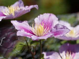 Petite fleur de clématite 'Piilu' ou Mini Dr Ruppel (Clematis) à sépales rose clair, bande dégradée lilas et mauve, étamines jaunes