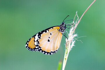Obraz premium Danaus chrysippus, also known as the plain tiger, African queen, or African monarch, is a medium-sized butterfly widespread in Asia, Australia and Africa. It belongs to the Danainae subfamily