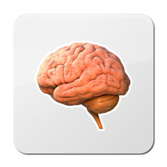3D brain rendering in side view isolated on white background with clipping mask for use in any background, 3d