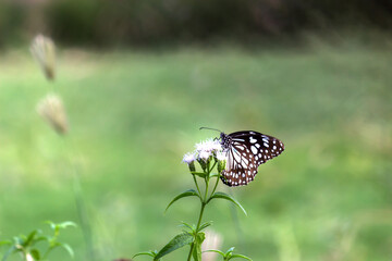 blue spotted milkweed butterfly or danainae or milkweed butterfly feeding on the flower plants in natural 
 environment, macro shots, butterfly garden, 