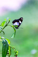 Hypolimnas bolina, the great eggfly, common eggfly or in India the blue moon butterfly is a species of 
 nymphalid butterfly found from Madagascar to Asia and Australia