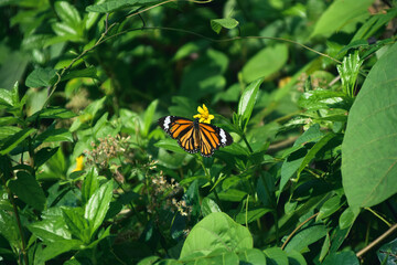 butterfly, insect, monarch, nature, flower, orange, wings, garden, wing, fly, summer, black, bug, beauty, animal, yellow, flowers, plant, macro, leaves, flying, leaf, tree, color, monarch butterfly