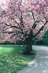tree, park, spring, nature, landscape, blossom, grass, trees, cherry, flower, forest, pink, garden, road, summer, sky, season, bloom, plant, leaves, cherry tree, flowers, trunk, branch, leaf, autumn, 